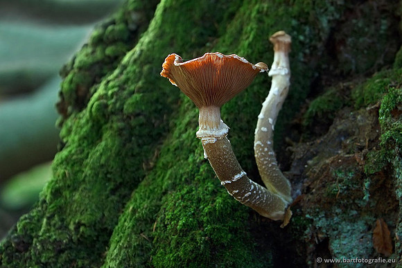Paddenstoelen, Bart Fotografie-0590