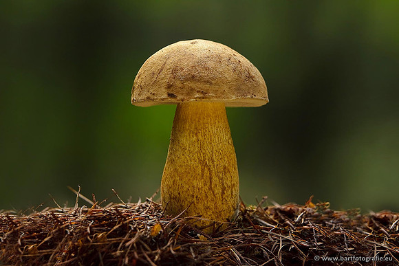 Paddenstoelen, Bart Fotografie-0591