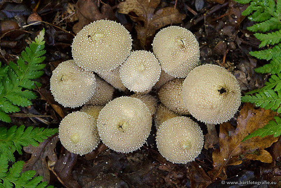 Paddenstoelen, Bart Fotografie-0592