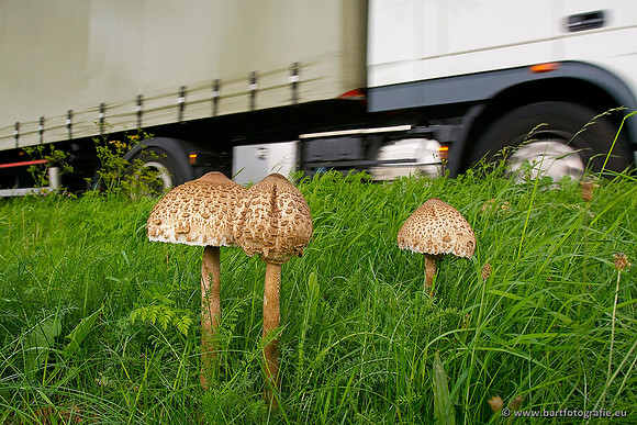 Paddenstoelen, Bart Fotografie-0595