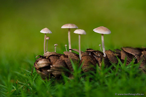 Paddenstoelen, Bart Fotografie-0594