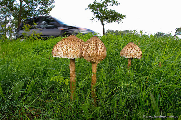 Paddenstoelen, Bart Fotografie-0596