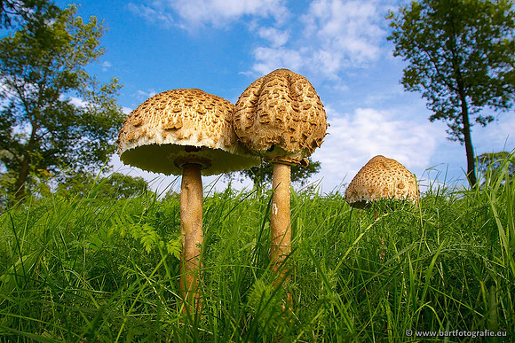 Paddenstoelen, Bart Fotografie-0597