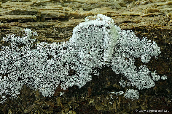 Paddenstoelen, Bart Fotografie-0598