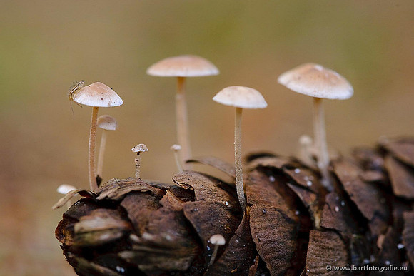 Paddenstoelen, Bart Fotografie-0593