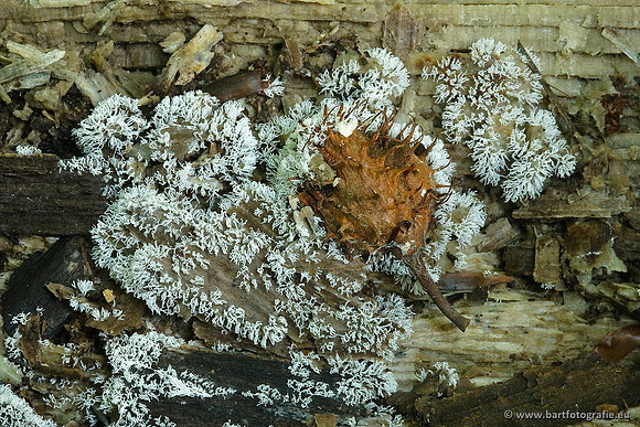 Paddenstoelen, Bart Fotografie-0599