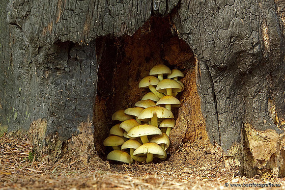Paddenstoelen, Bart Fotografie-0600