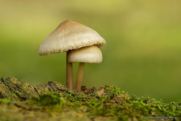 Paddenstoelen, Bart Fotografie-0601