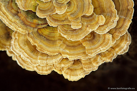 Paddenstoelen, Bart Fotografie-0602