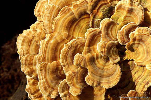 Paddenstoelen, Bart Fotografie-0603