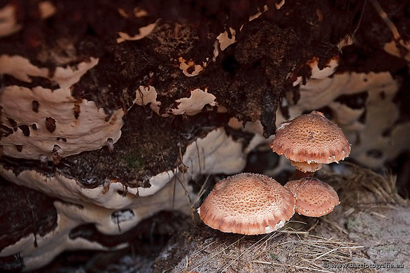 Paddenstoelen, Bart Fotografie-0604