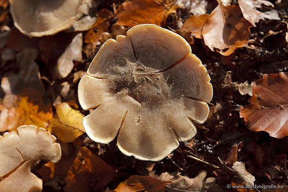 Paddenstoelen, Bart Fotografie-0605