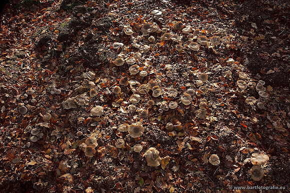 Paddenstoelen, Bart Fotografie-0606