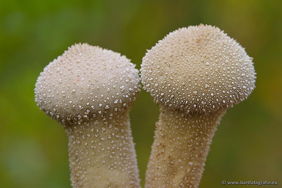 Paddenstoelen, Bart Fotografie-0607