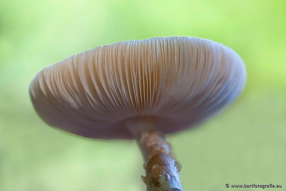 Paddenstoelen, Bart Fotografie-0608