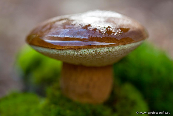Paddenstoelen, Bart Fotografie-0610