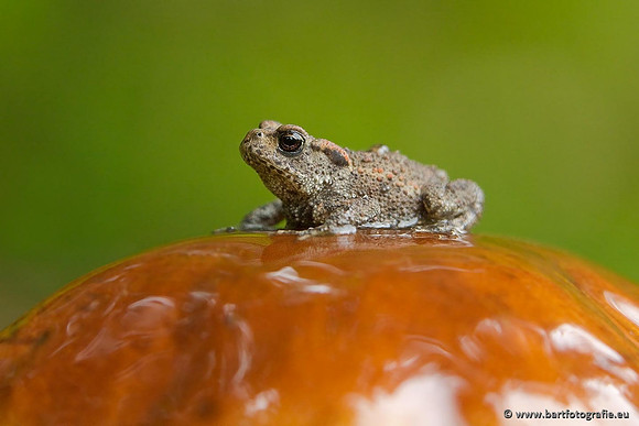 Paddenstoelen, Bart Fotografie-0611