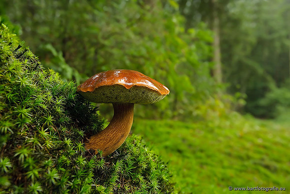 Paddenstoelen, Bart Fotografie-0612