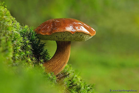Paddenstoelen, Bart Fotografie-0613