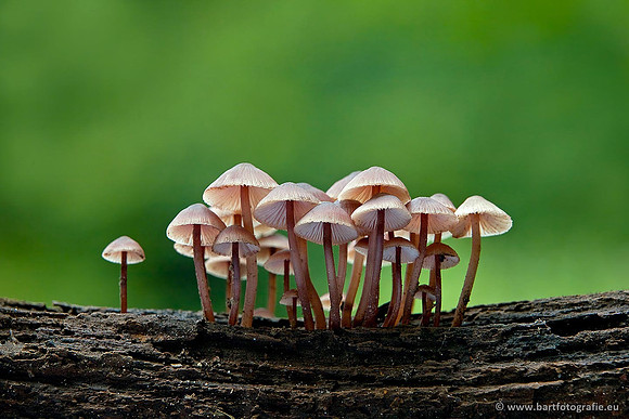 Paddenstoelen, Bart Fotografie-0615