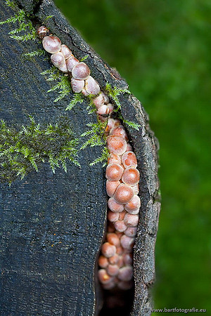 Paddenstoelen, Bart Fotografie-0614