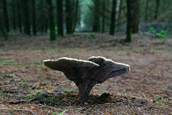 Paddenstoelen, Bart Fotografie-0616