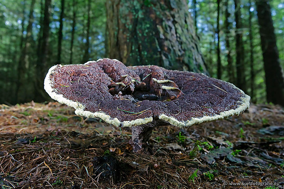 Paddenstoelen, Bart Fotografie-0617