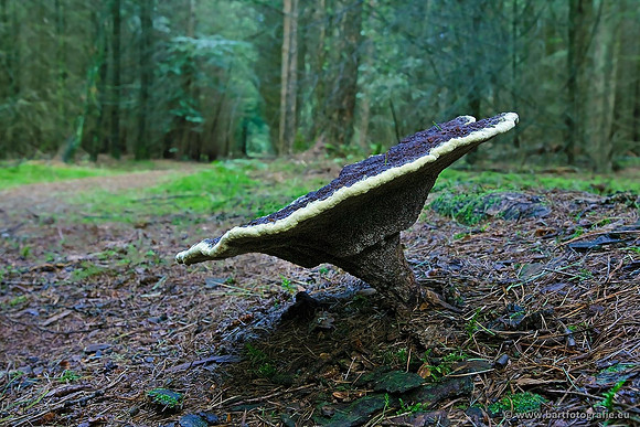 Paddenstoelen, Bart Fotografie-0618