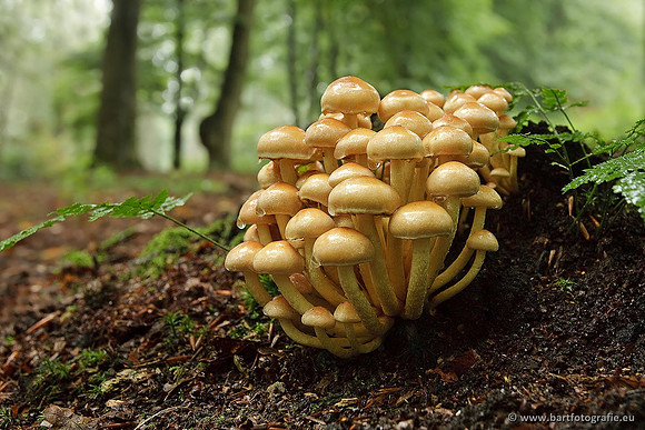 Paddenstoelen, Bart Fotografie-0620
