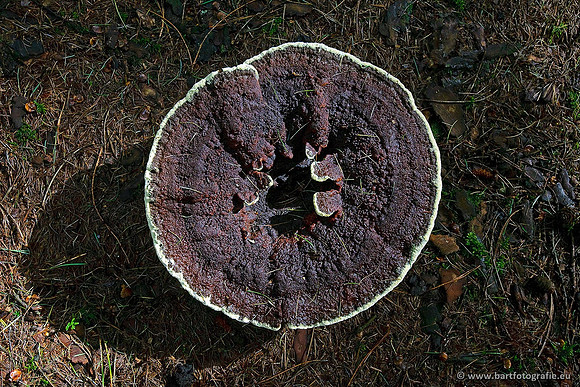 Paddenstoelen, Bart Fotografie-0619