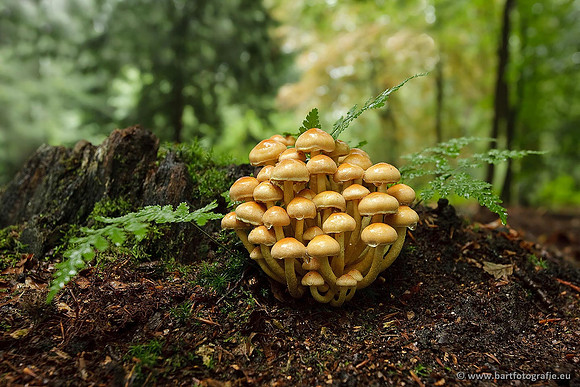 Paddenstoelen, Bart Fotografie-0621