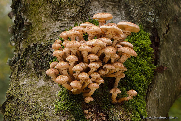 Paddenstoelen, Bart Fotografie-0622