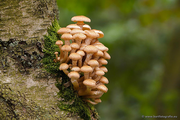 Paddenstoelen, Bart Fotografie-0623