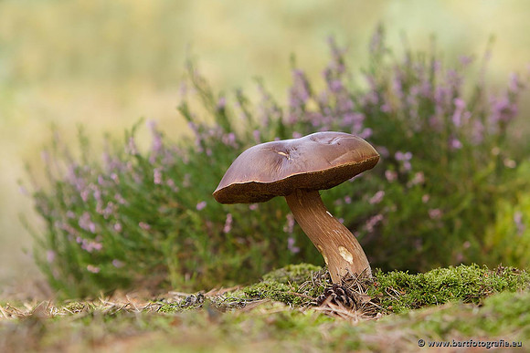 Paddenstoelen, Bart Fotografie-0624