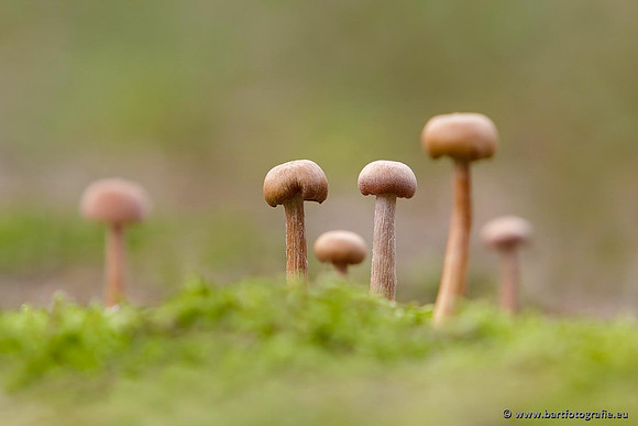 Paddenstoelen, Bart Fotografie-0625