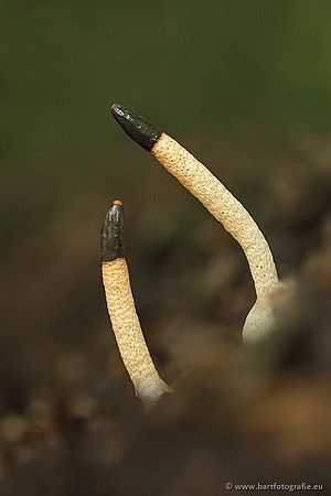Paddenstoelen, Bart Fotografie-0626