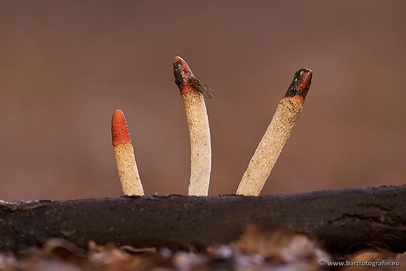Paddenstoelen, Bart Fotografie-0627