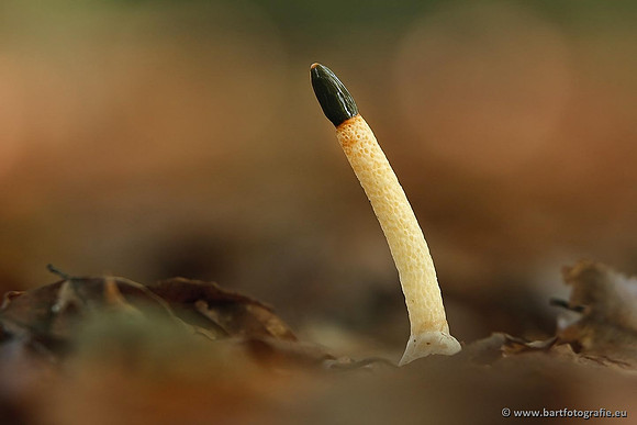 Paddenstoelen, Bart Fotografie-0628