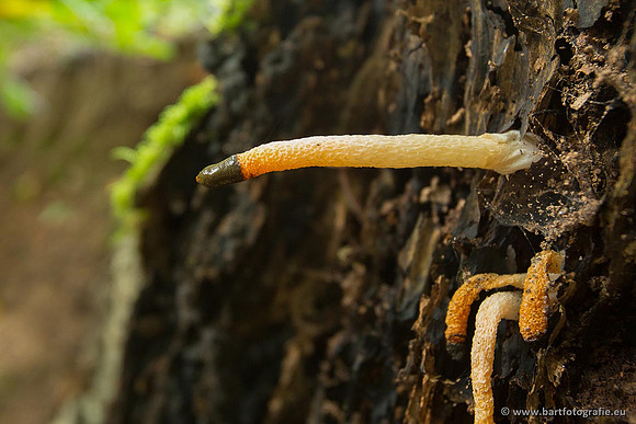 Paddenstoelen, Bart Fotografie-0629