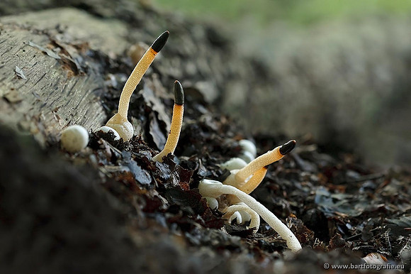 Paddenstoelen, Bart Fotografie-0630
