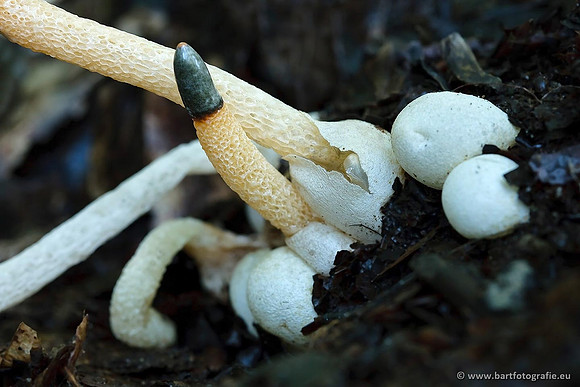 Paddenstoelen, Bart Fotografie-0631
