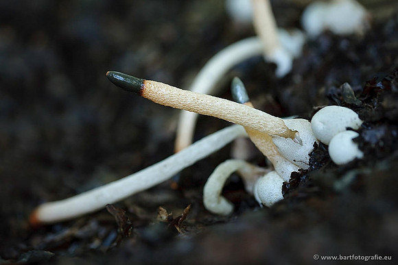 Paddenstoelen, Bart Fotografie-0632