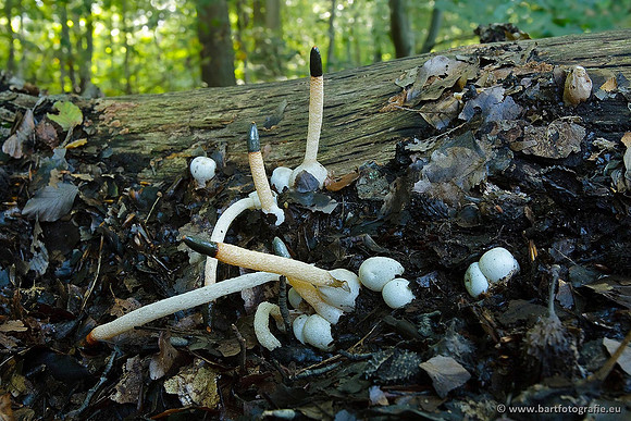 Paddenstoelen, Bart Fotografie-0633