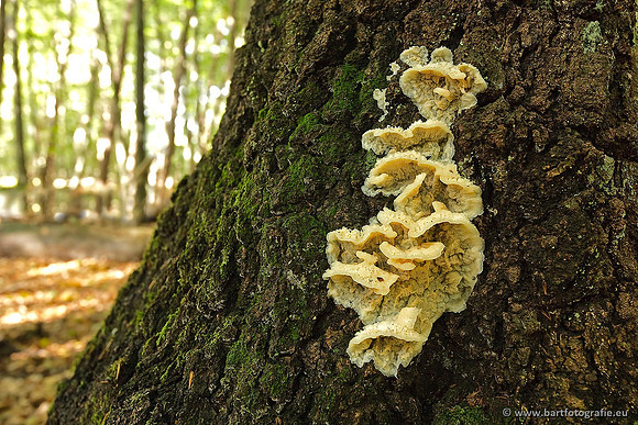 Paddenstoelen, Bart Fotografie-0634