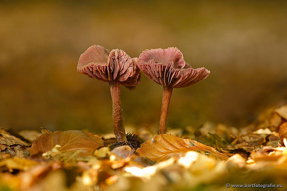 Paddenstoelen, Bart Fotografie-0635