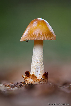 Paddenstoelen, Bart Fotografie-0636