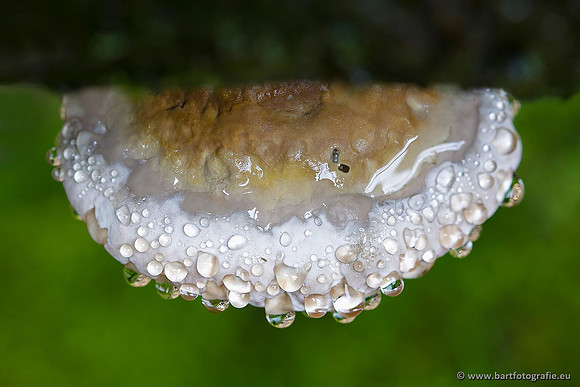 Paddenstoelen, Bart Fotografie-0637