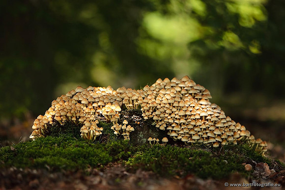 Paddenstoelen, Bart Fotografie-0638