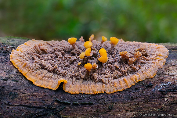 Paddenstoelen, Bart Fotografie-0639