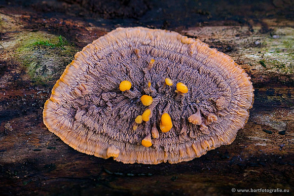 Paddenstoelen, Bart Fotografie-0640